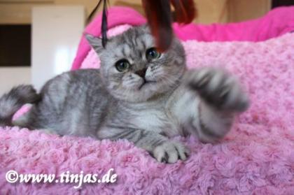 Britisch Kurzhaar Kater in blue silver tabby