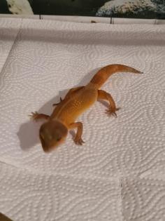 Leopardgeckos nebst Zubehör