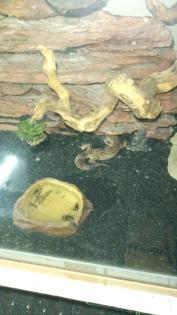 Leopardgecko wir suchen Hilfe
