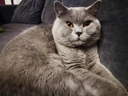 BKH Deckkater