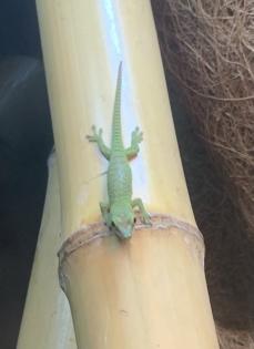 Phelsuma grandis Geckos
