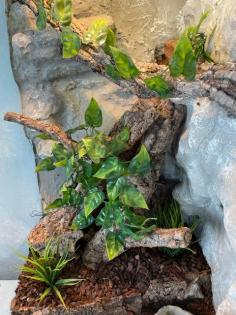 Terrarium 50x50x100 mit Besatz 2x Goldgecko Pärchen, 1x Tokay VB 110. -Euro