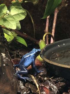 Dendrobates Azureus Nachzuchten