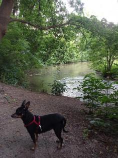 Zwergpinscher