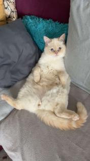 Ragdoll/BKH