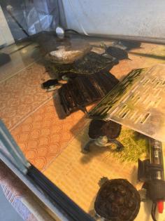 Schildkröten chinesische Wasserschildkröten