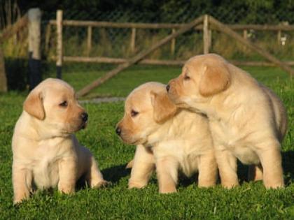Süße blonde Labrador-Welpen