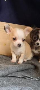 Chihuahua Welpen suchen ein liebevolles Zuhause