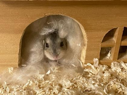 Baby Zwerg Hamster Mädchen und manchen