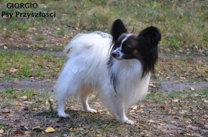 Papillon Welpen FCI Hunde show