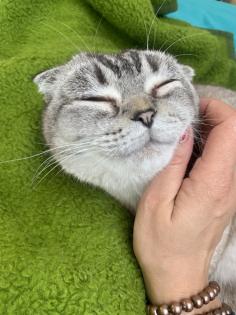 Suche neues Zuhause für BKH Mix Kater