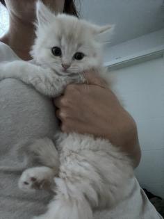 BKH Kitten Babykatzen
