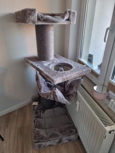 Dringend 2 Katzen halb BKH halb Scottish fold suchen ein Liebevolles Zuhause