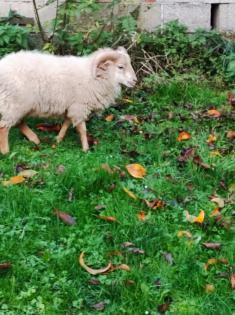 Quessant Schafe abzugeben kleinste Schafrasse der Welt