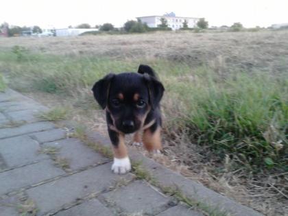 Welpen Suchen ab sofort ein neues zu Hause