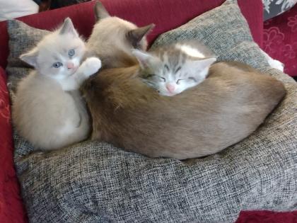 Siam/Perser Mix Kitten abzugeben
