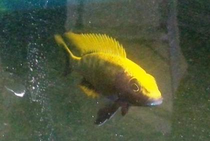 Tanganjika- u. Malawibuntbarsche abzugeben Tropheus, Frontosa, Brichardi, Yello