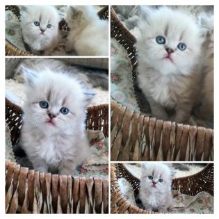 Wurfankündigung Perser Kitten im Mai