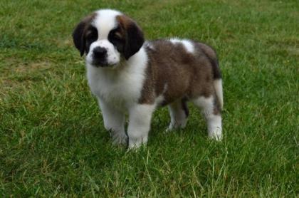 St. Bernhardshund Bernhardiner mit FCI Stammbaum
