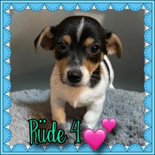 Kurzbeinige Jack Russell Welpen