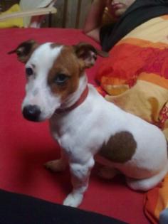 Jack Russel abzugeben