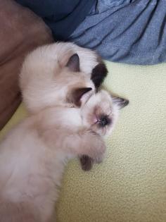 Reinrassige Balinesische Siam Kitten Langhaar, Selten
