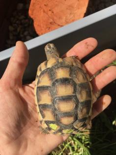 4- und 3-jährige Landschildkröten, Testudo Marginata, Breitrandschildkröten aus artgerechter,