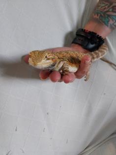 Bartagame 4 Monate alt zu liebevolles Zuhause