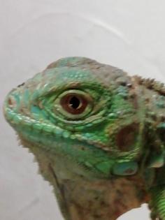 Iguana Iguana grün