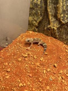 Gecko mit Terrarium