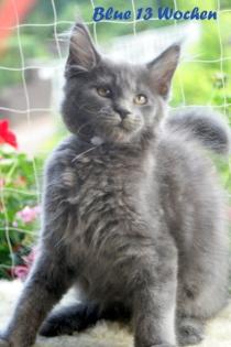 WUNDERSCHÖNE MAIN COON KITTEN IN BLUE DÜRFEN AUSZIEHEN