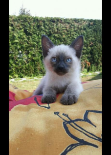 Siam. Thai-Siam. Deckkater.