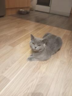 Bkh kitten reinrassig