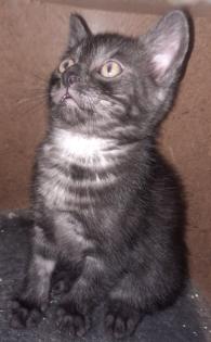 Bkh Mix kitten abzugeben