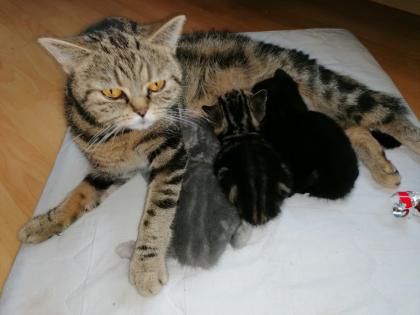 Britisch Kurzhaar Kitten.