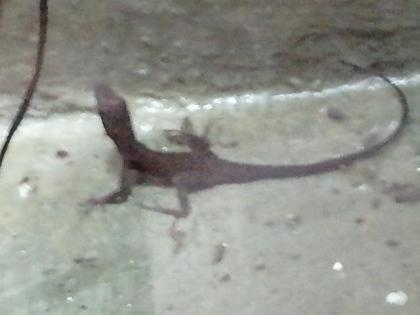 Nachzucht Anolis m. girafus