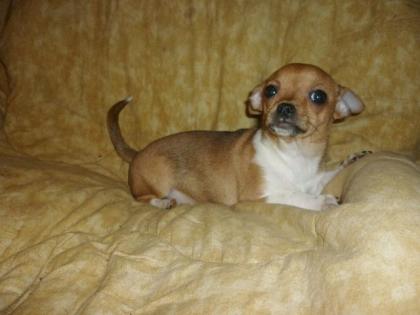 Chihuahua - Mopsmischlingswelpe, Cherry, kurzhaarig