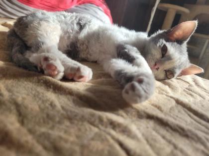 4 Selkirk rex Kätzchen