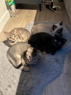 Kitten Abgabebereit