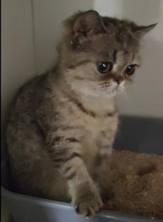 Süße bkh Kittens suchen liebevolle Zuhause