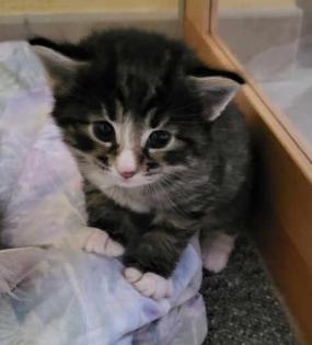 Norwegische Waldkatze Kitten/Baby