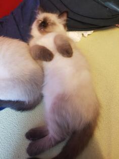 Reinrassige Balinesische Siam Kitten Langhaar, Selten
