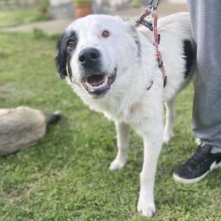 Orestes / Status sucht ein Zuhause