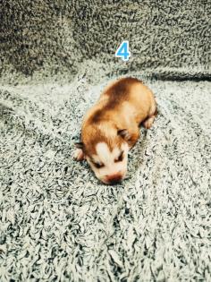 Sibirian Husky Welpen