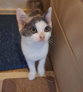 BKH Babykatzen