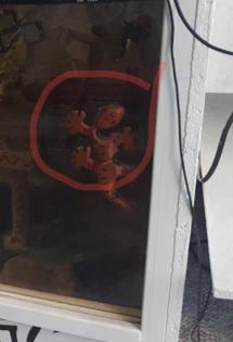 Terrarium für Reptilien in Ägypten Style