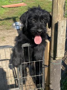 Zwei Riesenschnauzer-Welpen