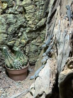 Blaue Stachelleguane Blauer Stachelleguan