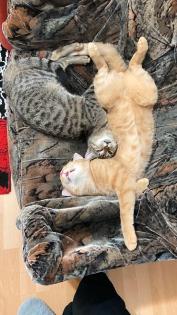 Katze Europäisches Kurzhaar
