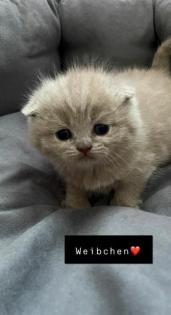 BKH Kitten